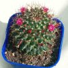 Mammillaria_kelleriana